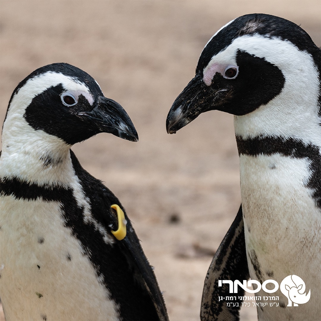 promo image